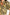 CSS23393-VintageFl-6jpg